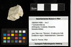 Foto (Objekt + Etiketten) von ? Goniodromites sp. 